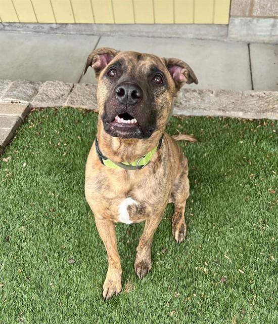 Enlarge Griffin, a ADOPTABLE mixed breed in Phoenix, OR image 4/4