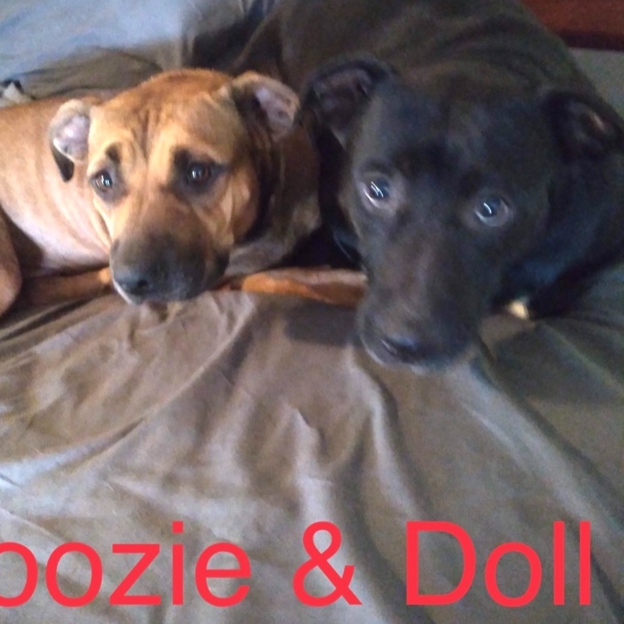 Enlarge Doozie & Doll, a Adoptable mixed breed in Cairo, GA image 1/2