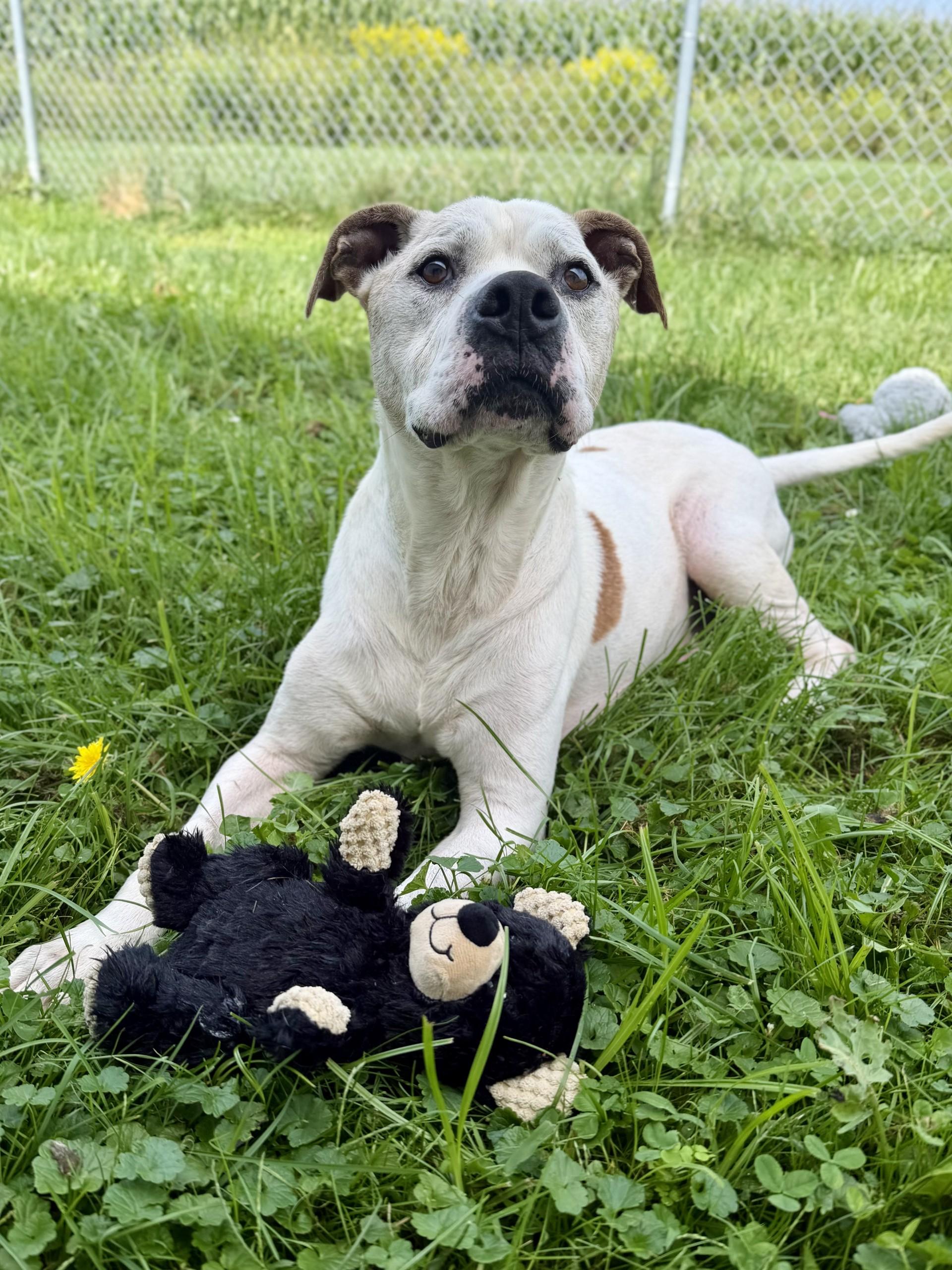 Enlarge Snoopy, a ADOPTABLE mixed breed in Wooster, OH image 1/1