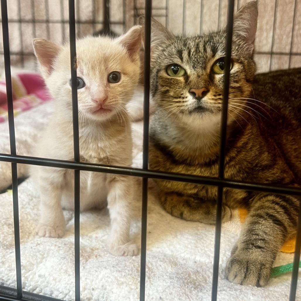 Enlarge Brie, a Adoptable Domestic Short Hair in Juno Beach, FL image 1/2