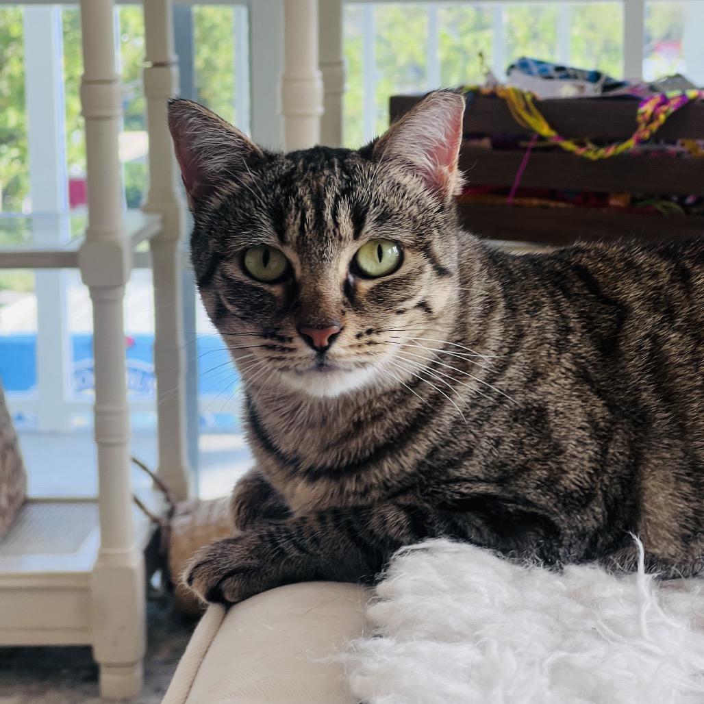 Enlarge Brie, a Adoptable Domestic Short Hair in Juno Beach, FL image 2/2