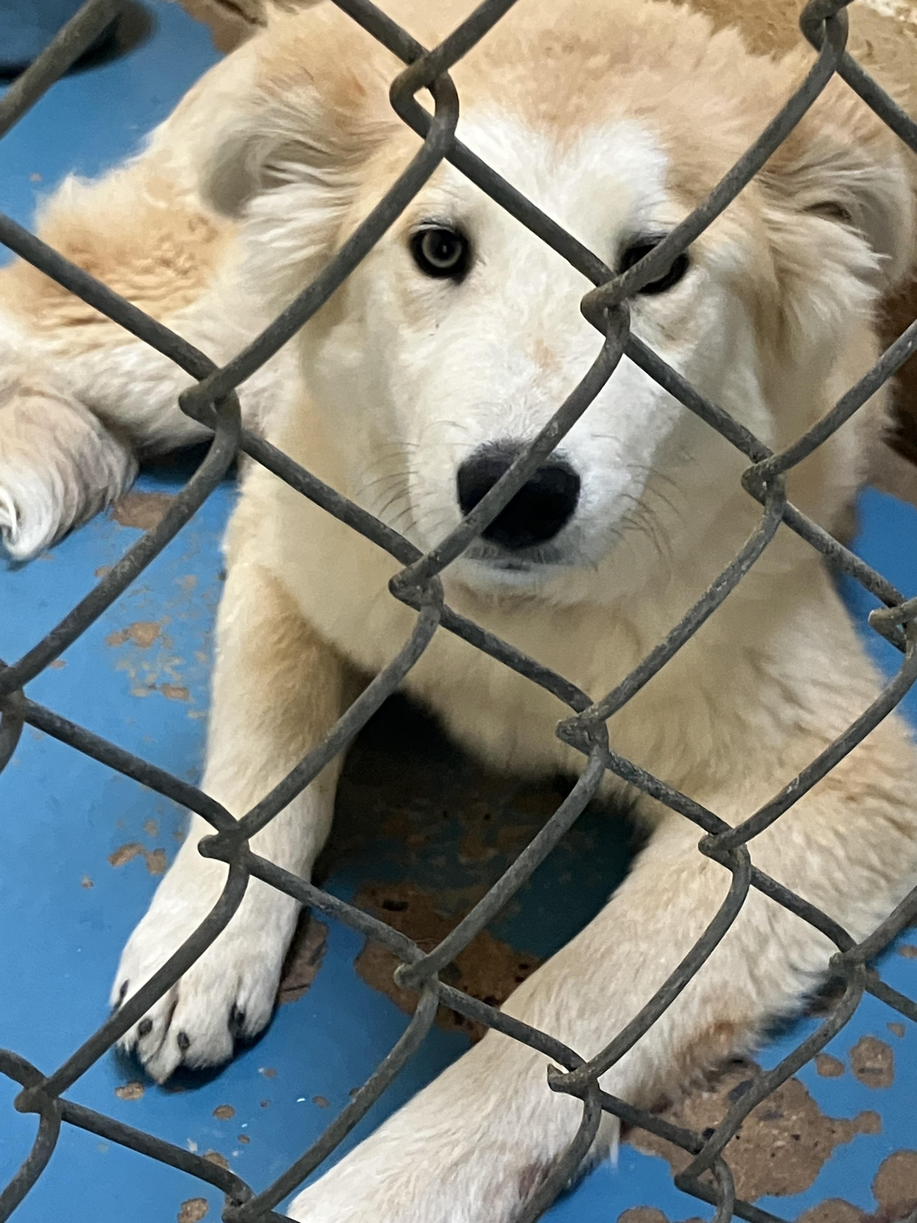 Enlarge Bunnie, a ADOPTABLE mixed breed in Sylacauga, AL image 1/1