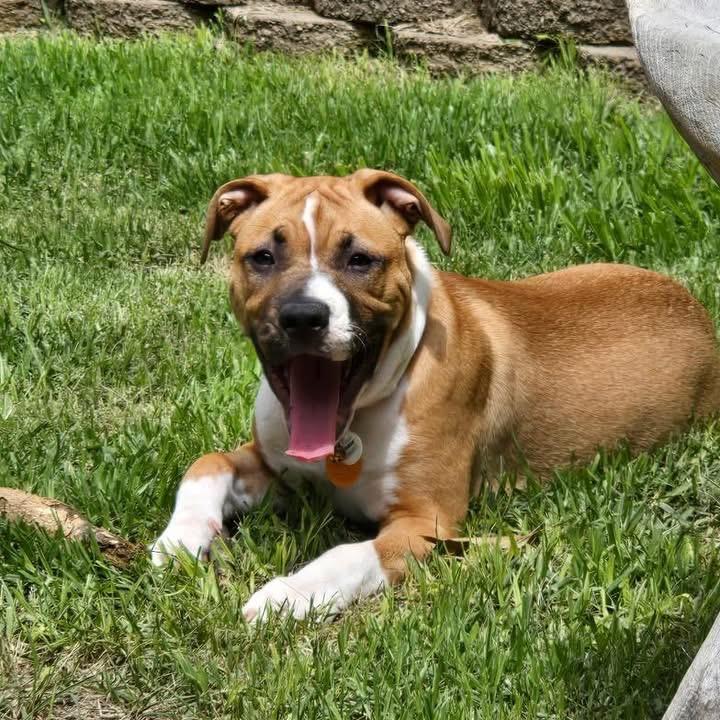 Enlarge Honey, a ADOPTABLE mixed breed in Fairfield , CT image 3/4