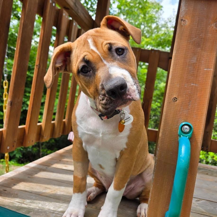 Honey, ADOPTABLE, Puppy Female American Staffordshire Terrier.