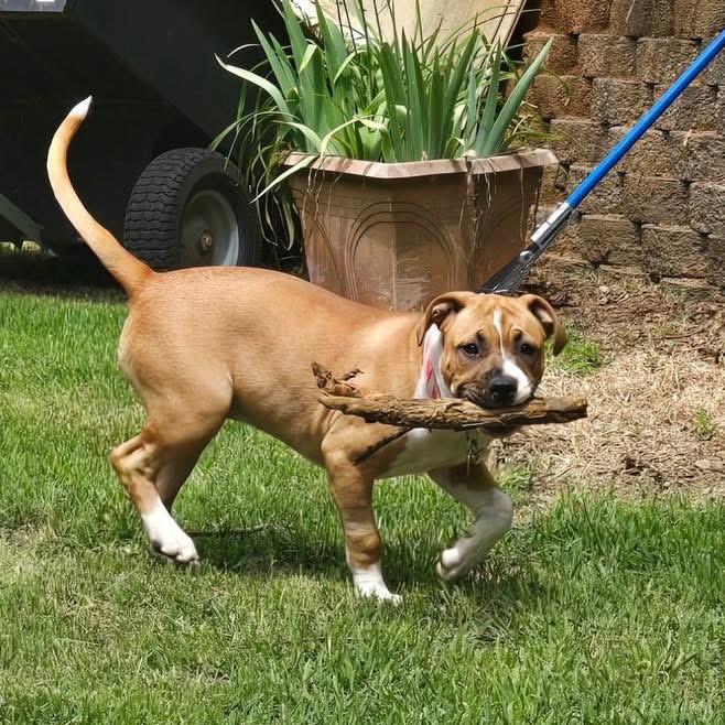 Enlarge Honey, a ADOPTABLE mixed breed in Fairfield , CT image 2/4
