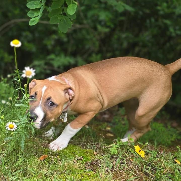 Enlarge Honey, a ADOPTABLE mixed breed in Fairfield , CT image 4/4