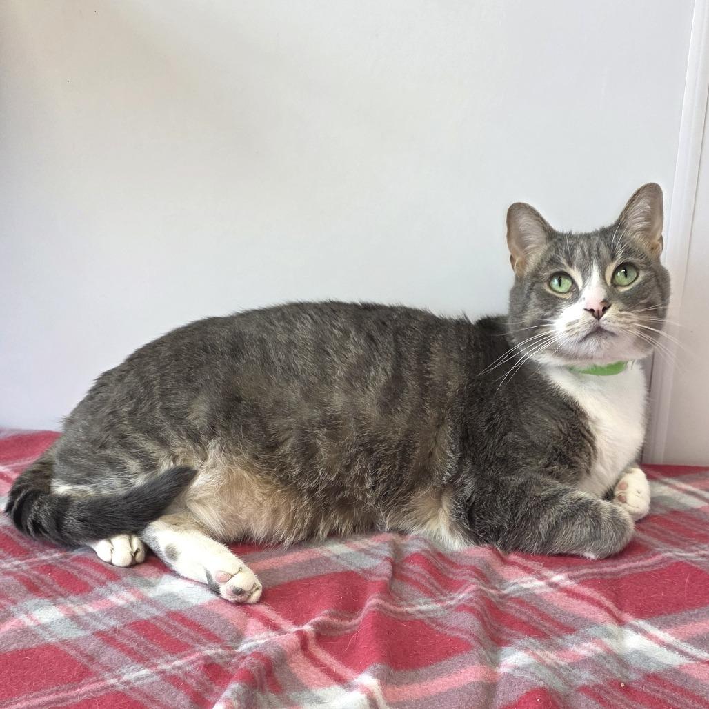 Enlarge Mini Cooper, a Adoptable mixed breed in Fort Wayne, IN image 1/6
