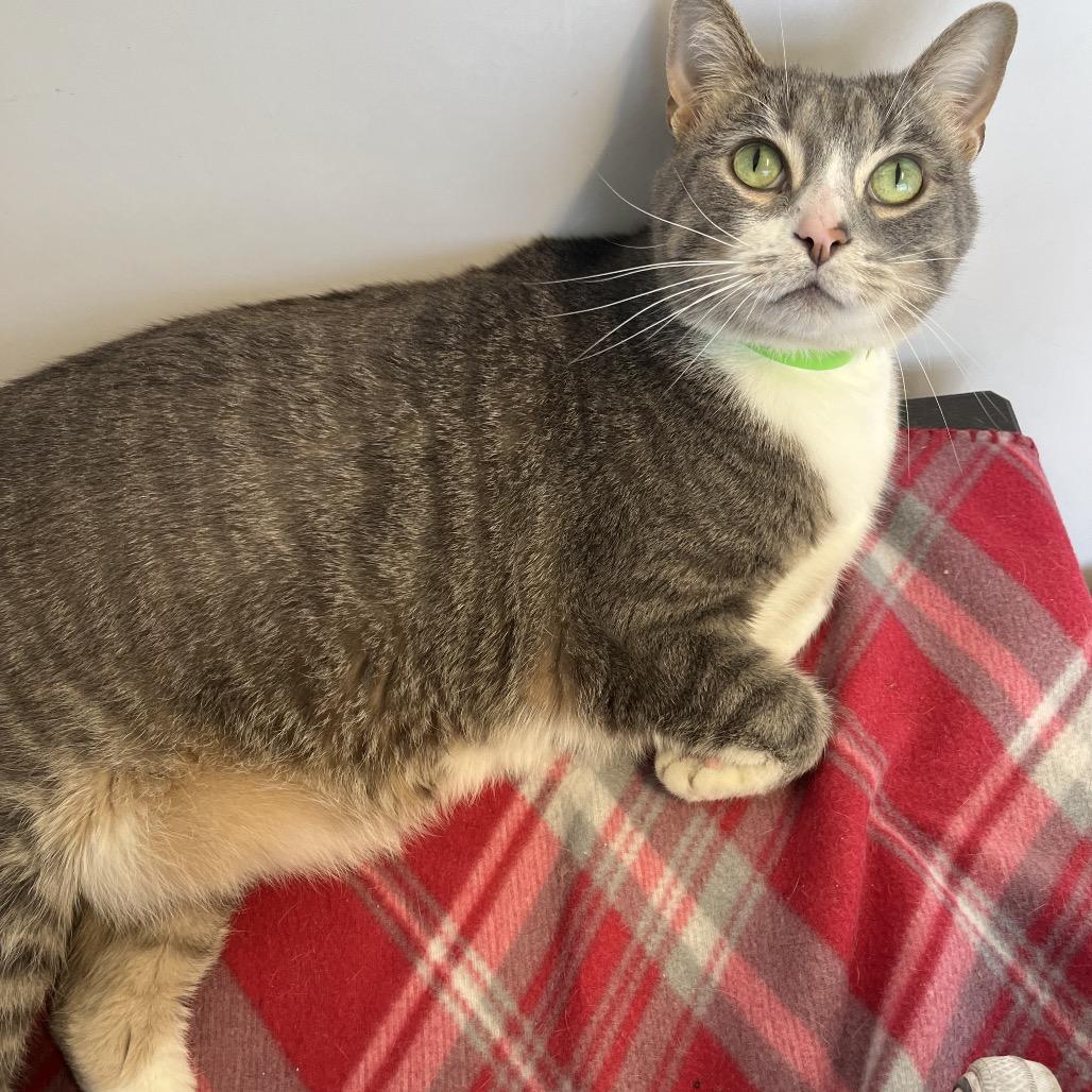 Enlarge Mini Cooper, a Adoptable mixed breed in Fort Wayne, IN image 2/6