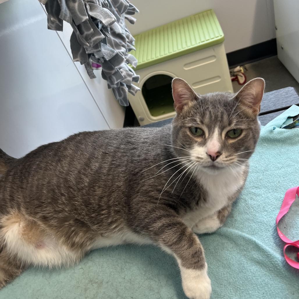 Mini Cooper, Adoptable, Adult Male Domestic Short Hair.