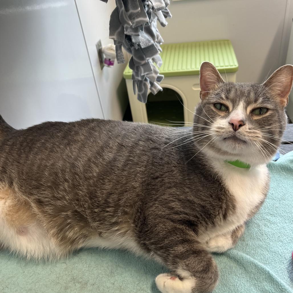 Enlarge Mini Cooper, a Adoptable mixed breed in Fort Wayne, IN image 3/4