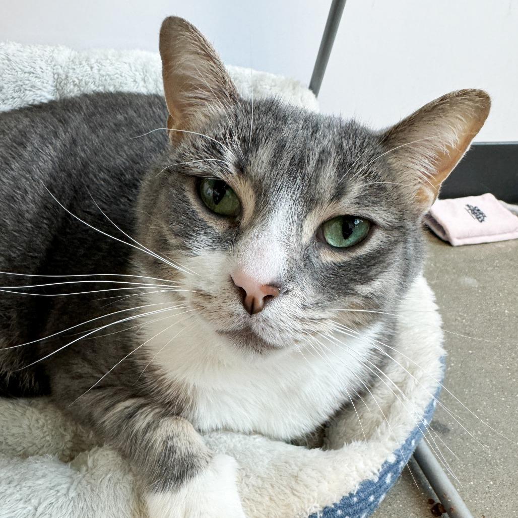 Enlarge Mini Cooper, a Adoptable mixed breed in Fort Wayne, IN image 5/6