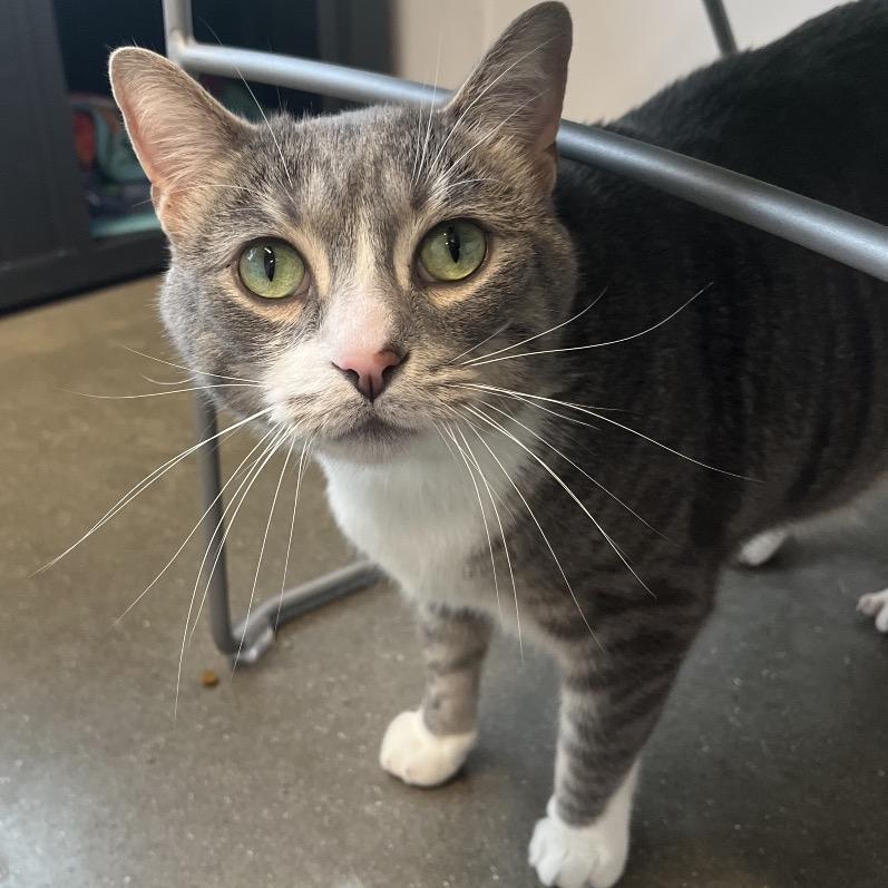 Enlarge Mini Cooper, a Adoptable mixed breed in Fort Wayne, IN image 4/4