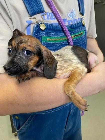 Enlarge Katie, a Adoptable mixed breed in Spruce Pine, NC image 1/1
