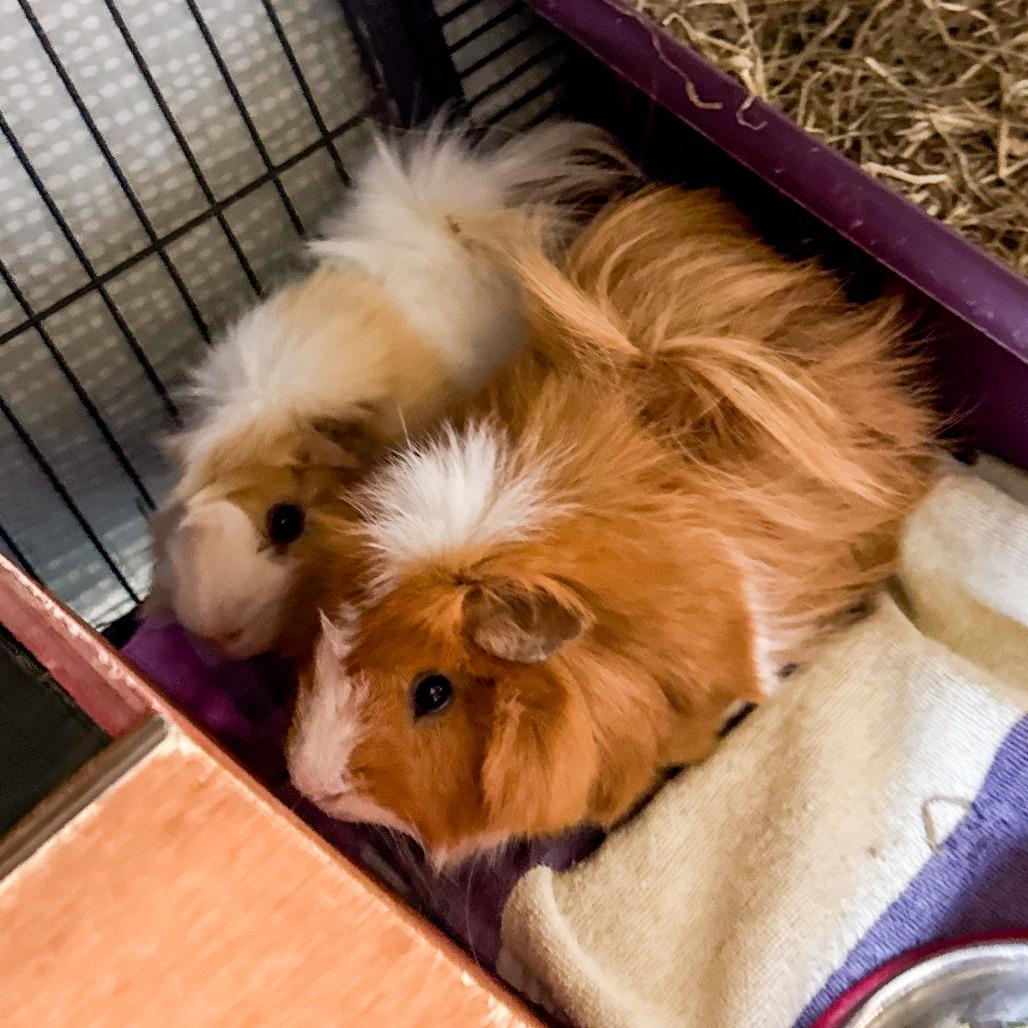 Hammy *Bonded w/ Wilbur*, Adoptable, Adult Male Guinea Pig & Guinea Pig.