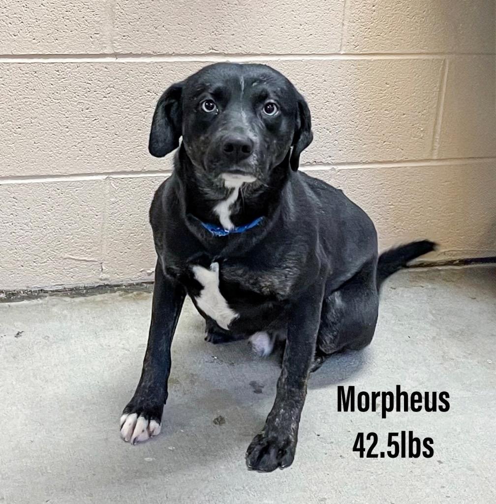 Enlarge Morpheus, a Adoptable mixed breed in Clearfield, KY image 1/1