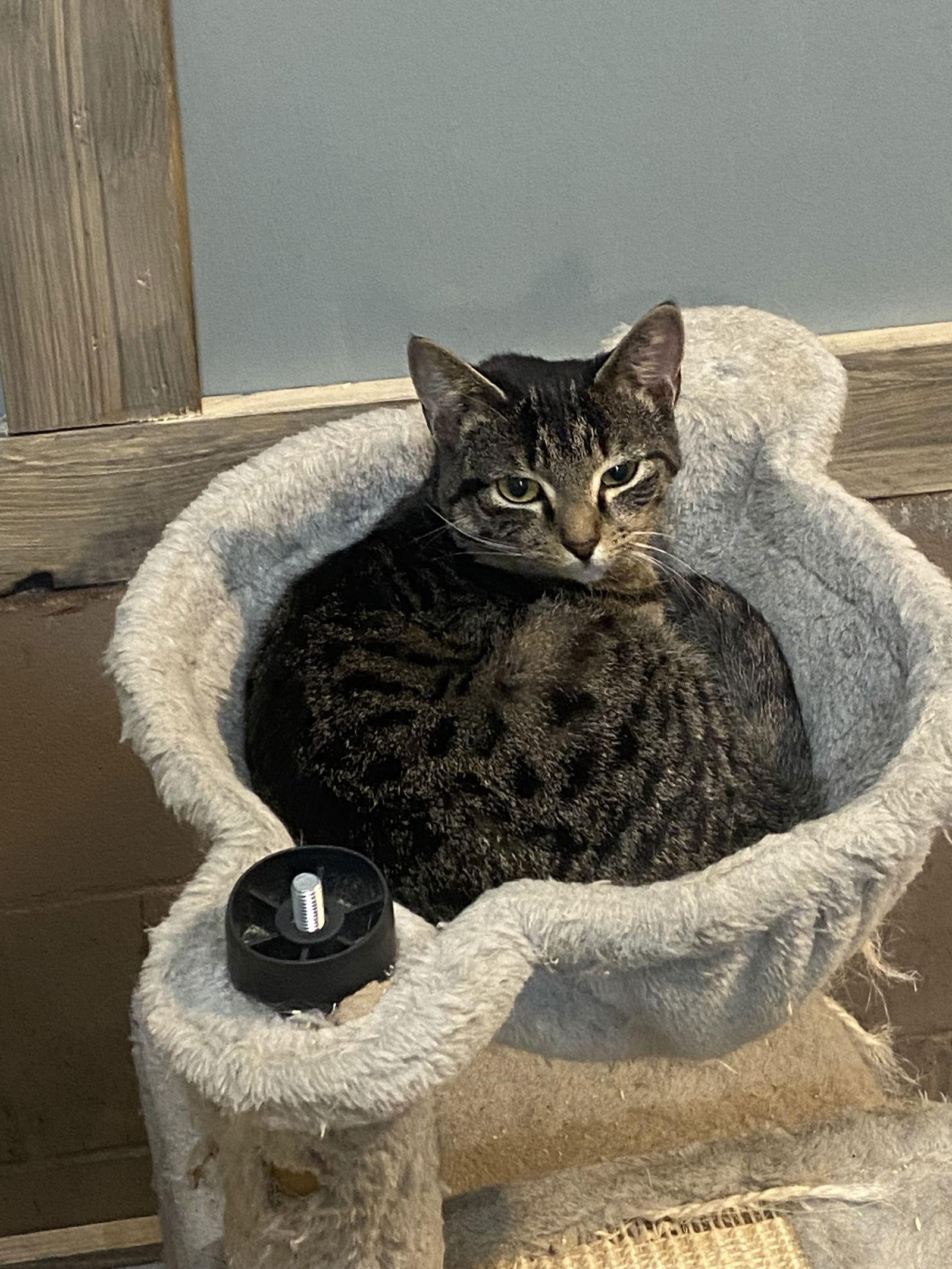 Meadow, Adoptable, Young Male American Shorthair & Tabby.