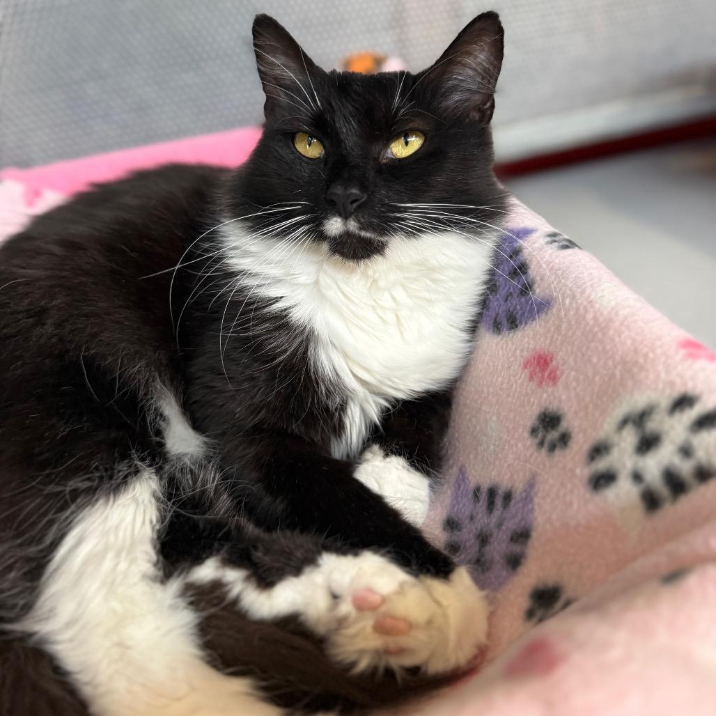 Chance, Adoptable, Adult Male Domestic Medium Hair.