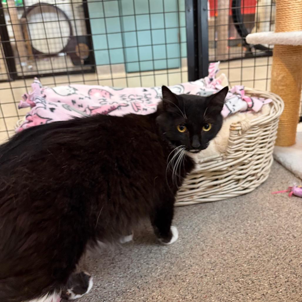 Enlarge Chance, a Adoptable Domestic Medium Hair in Sarasota, FL image 2/5