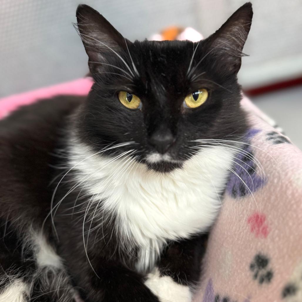 Enlarge Chance, a Adoptable Domestic Medium Hair in Sarasota, FL image 3/5