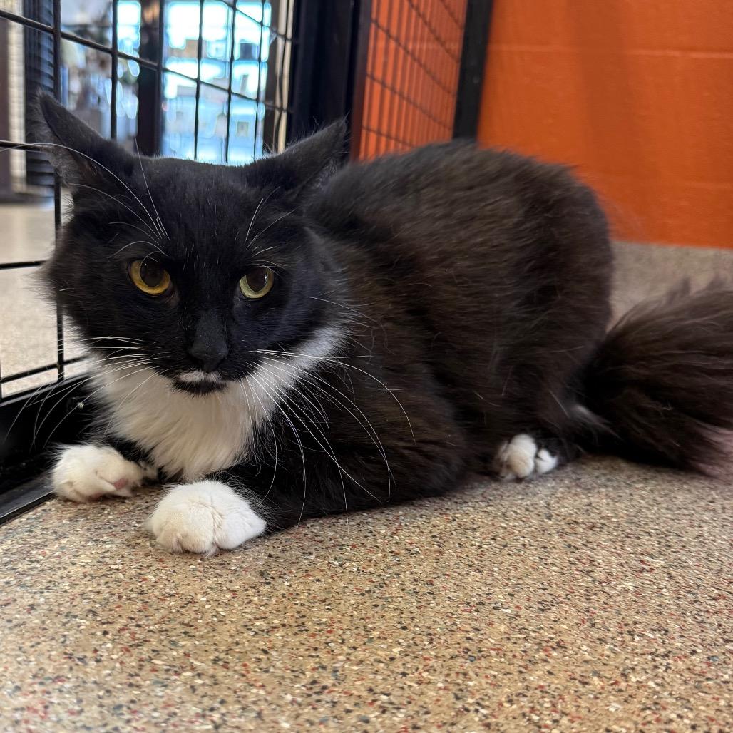 Enlarge Chance, a Adoptable Domestic Medium Hair in Sarasota, FL image 4/5