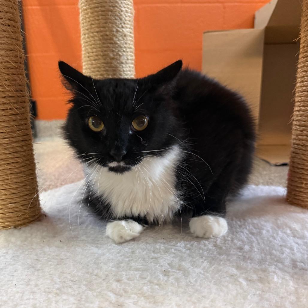 Enlarge Chance, a Adoptable Domestic Medium Hair in Sarasota, FL image 5/5