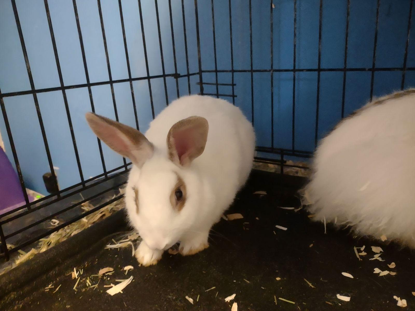 Cloudy, a Adopted Rex in Niles, MI image 2/3