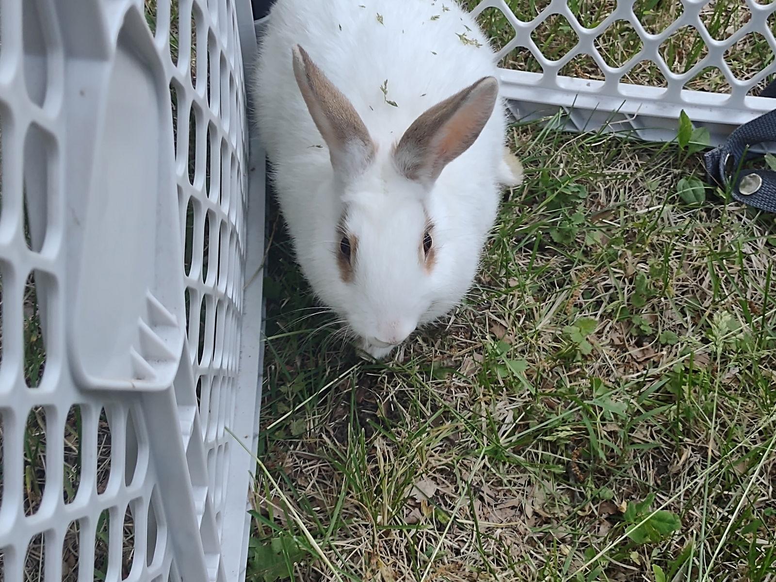 Cloudy, a Adopted Rex in Niles, MI image 3/3