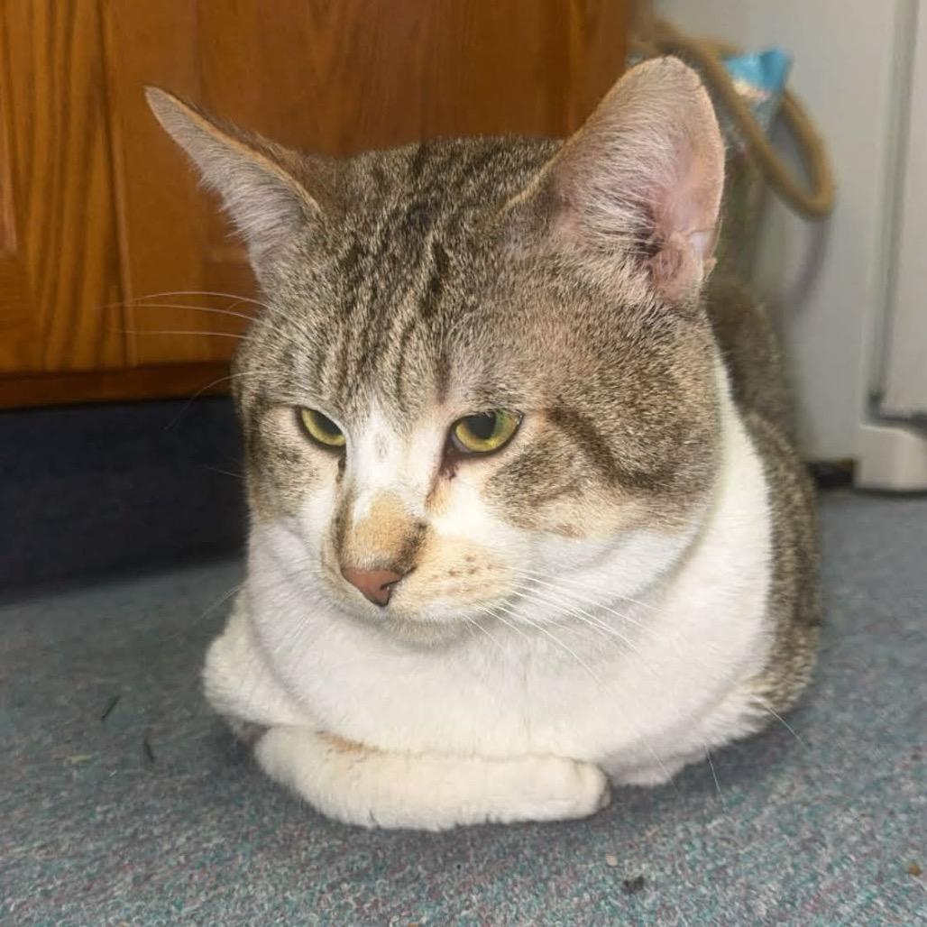 Apollo — thumbnail 2