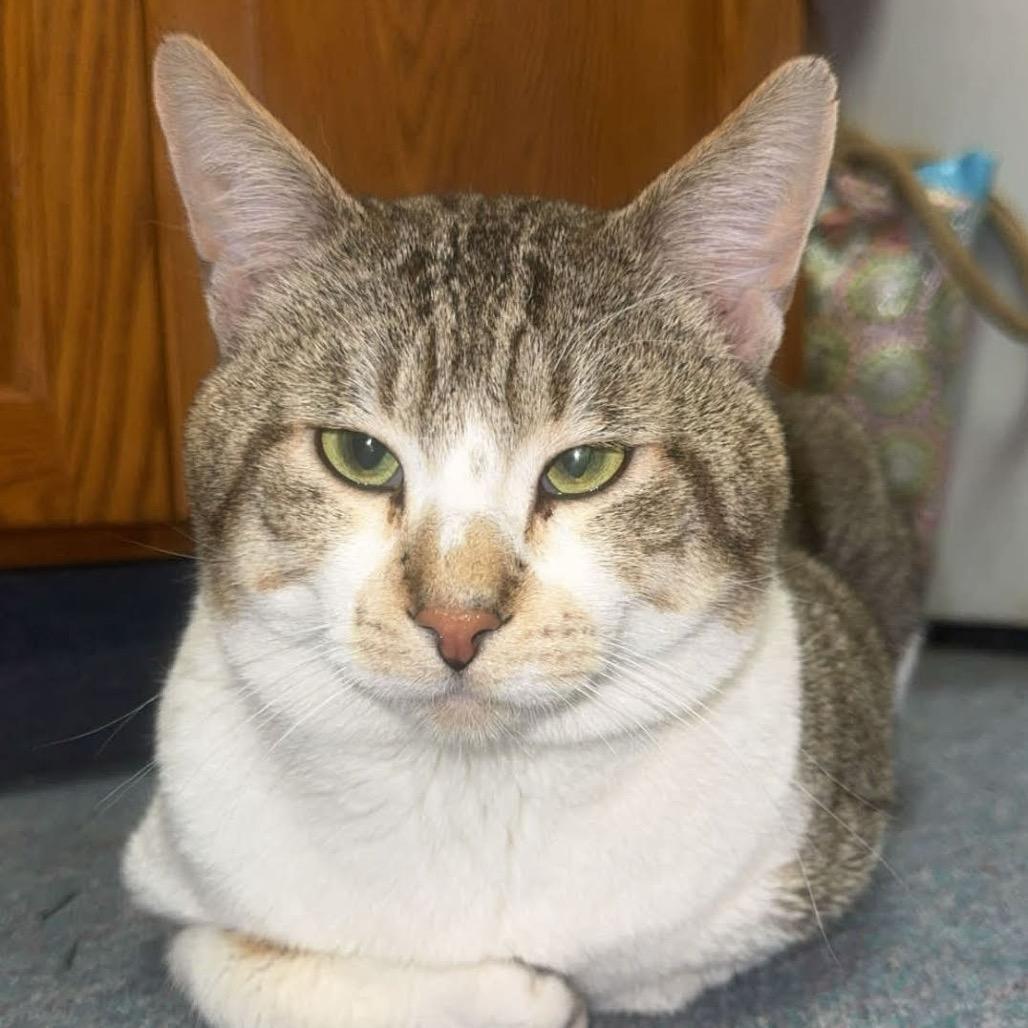 Apollo — thumbnail 3