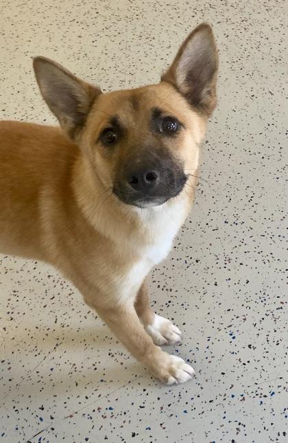 Mercedes, a ADOPTABLE Shepherd in Glasgow, KY image 2/4