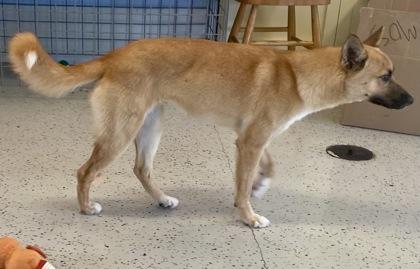 Mercedes, a ADOPTABLE Shepherd in Glasgow, KY image 3/4