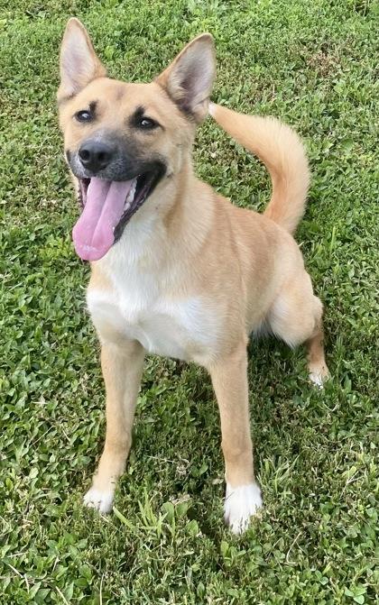 Mercedes, a ADOPTABLE Shepherd in Glasgow, KY image 1/4