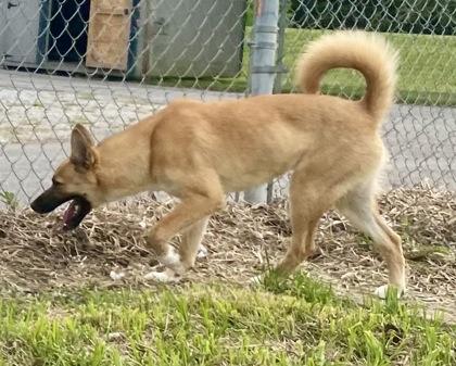 Mercedes, a ADOPTABLE Shepherd in Glasgow, KY image 4/4