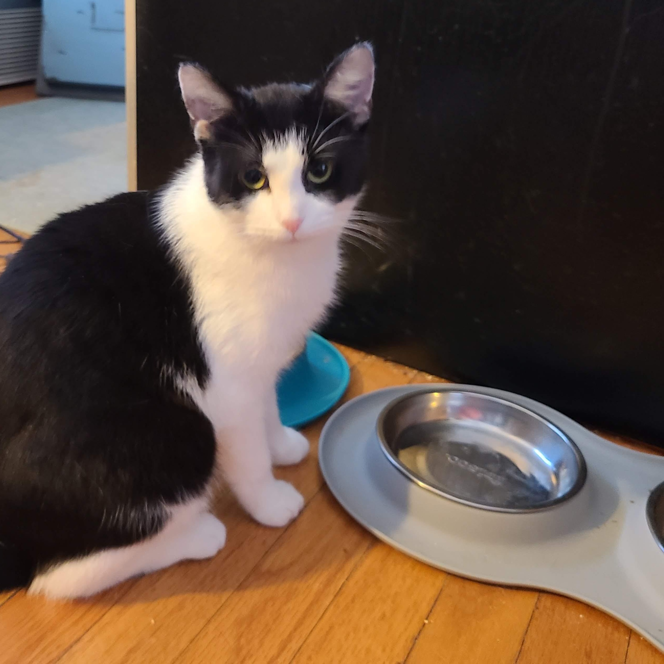Enlarge Moira Mary Rose , an adopted mixed breed in Cleveland, OH image 2/6