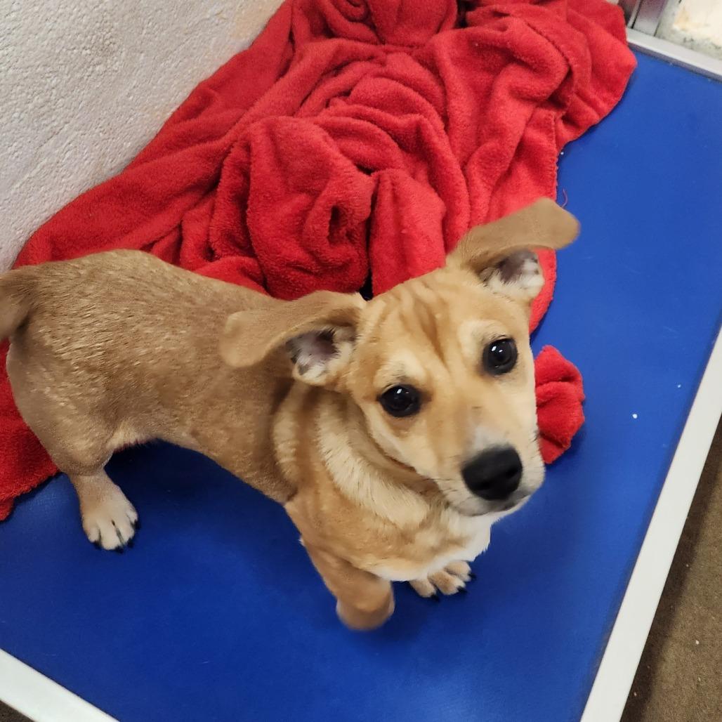 Enlarge Tybee, an adopted mixed breed in Stanley, VA image 2/4