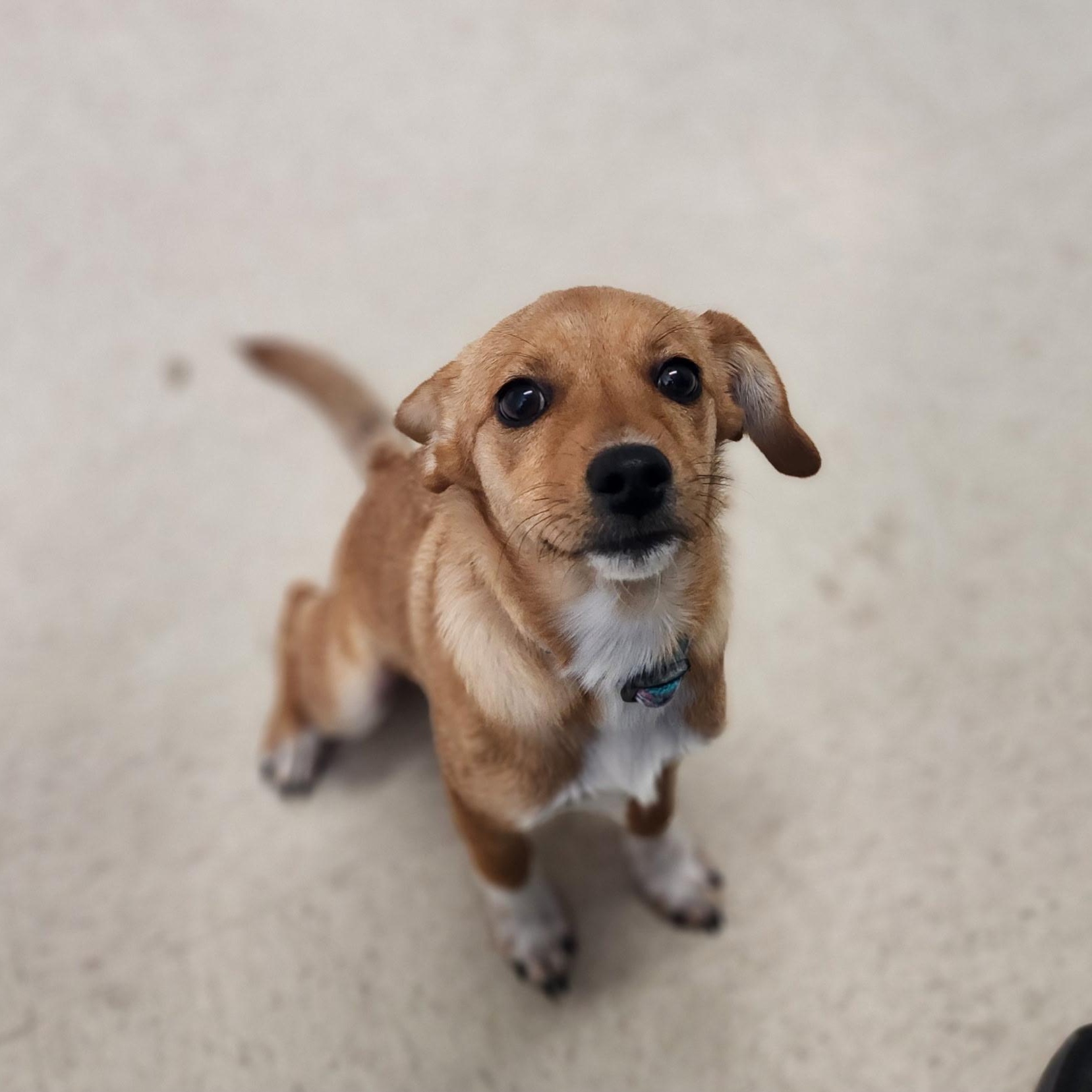 Enlarge Tybee, an adopted mixed breed in Stanley, VA image 1/4