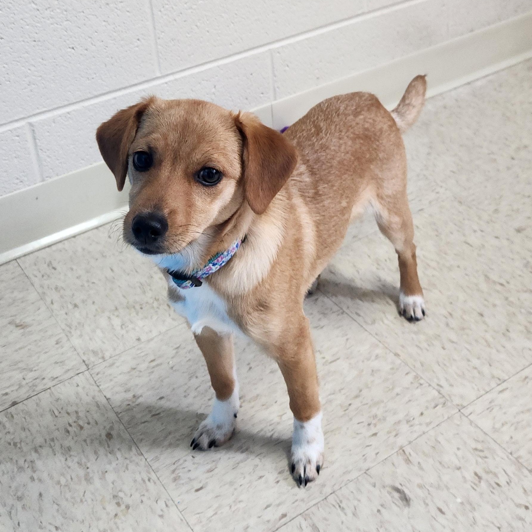 Enlarge Tybee, an adopted mixed breed in Stanley, VA image 4/4