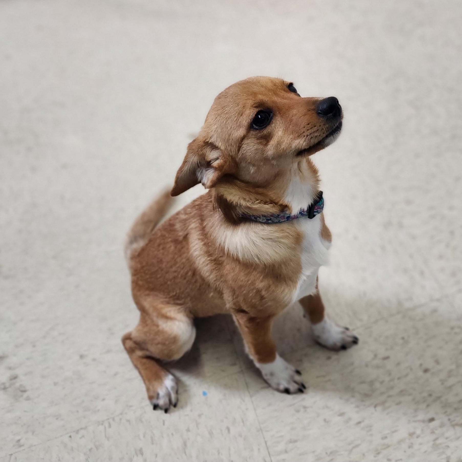 Enlarge Tybee, an adopted mixed breed in Stanley, VA image 3/4