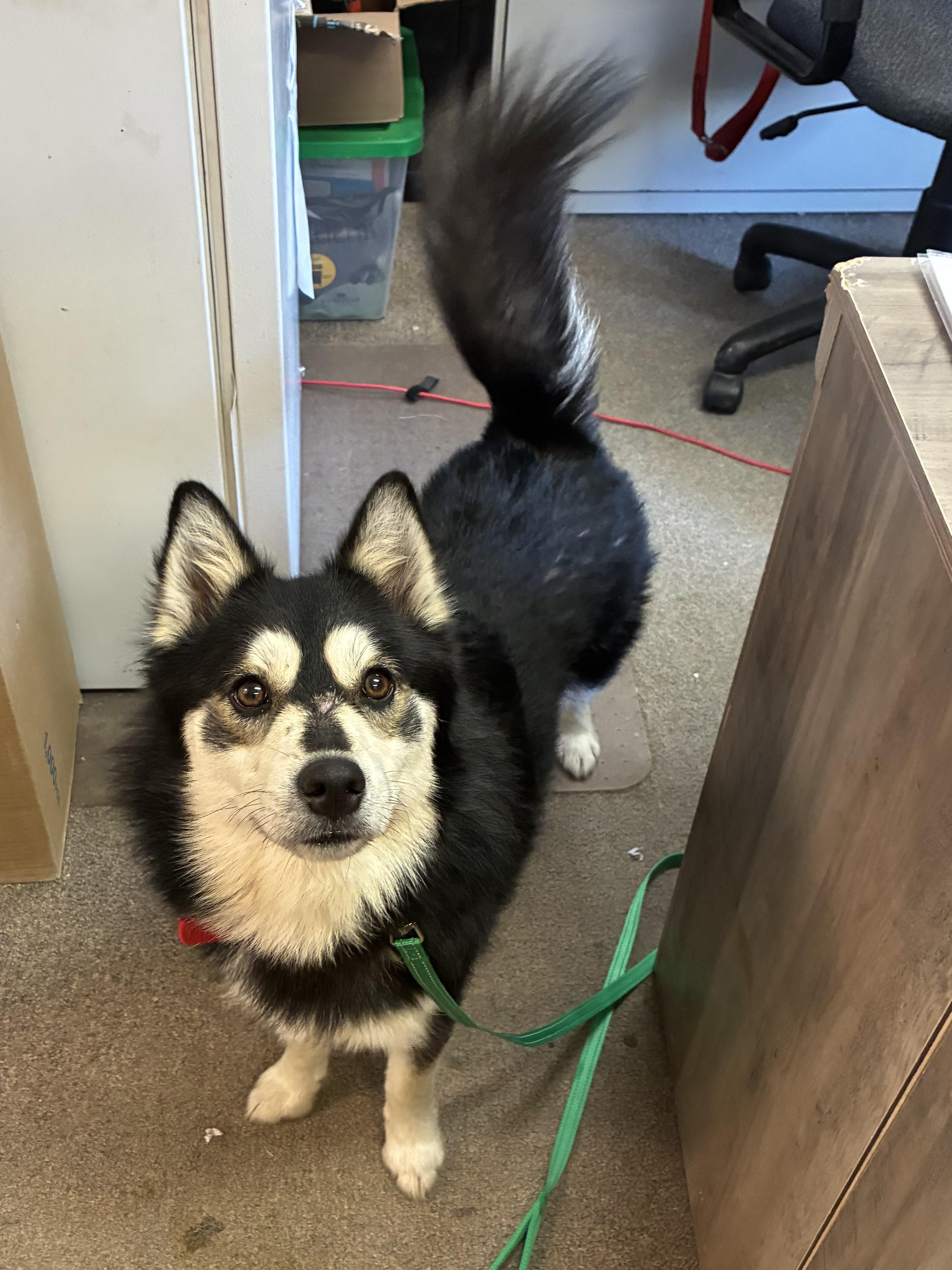 Bandit, adopted, Adult Male Pomsky.