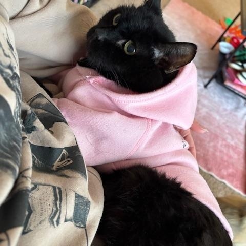 Enlarge Forrest, an adopted Domestic Short Hair in Goodlettsville, TN image 2/6