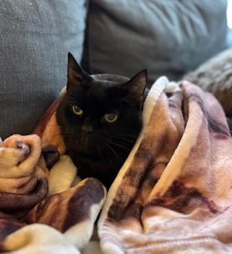 Enlarge Forrest, an adopted Domestic Short Hair in Goodlettsville, TN image 3/6