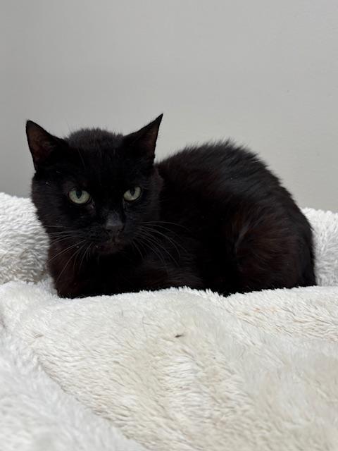 Enlarge Forrest, a Adoptable Domestic Short Hair in Goodlettsville, TN image 4/4