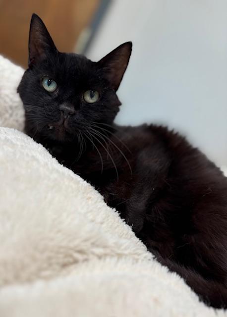 Enlarge Forrest, a Adoptable Domestic Short Hair in Goodlettsville, TN image 1/4