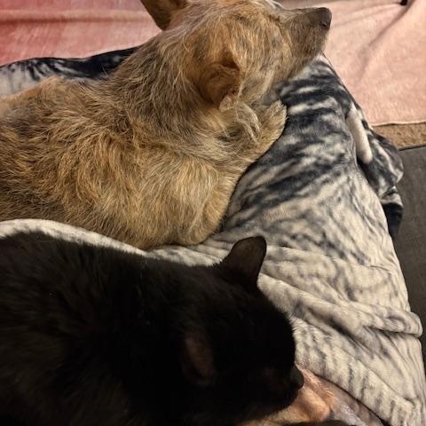 Forrest — thumbnail 4