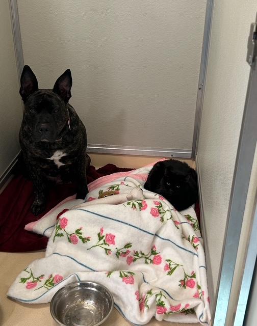 Enlarge Forrest, a Adoptable Domestic Short Hair in Goodlettsville, TN image 2/4