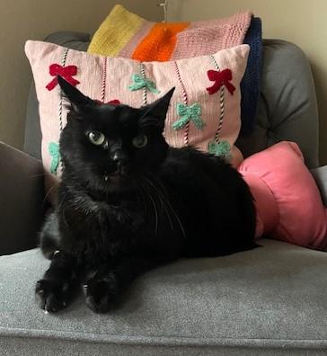 Forrest, Adoptable, Senior Male Domestic Short Hair.