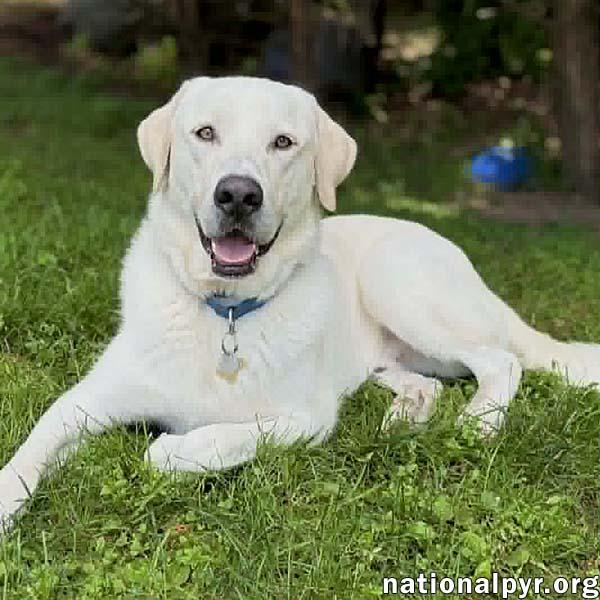 Enlarge Zeus in CT - The King of Play, a Adoptable mixed breed in Putnam, CT image 1/4