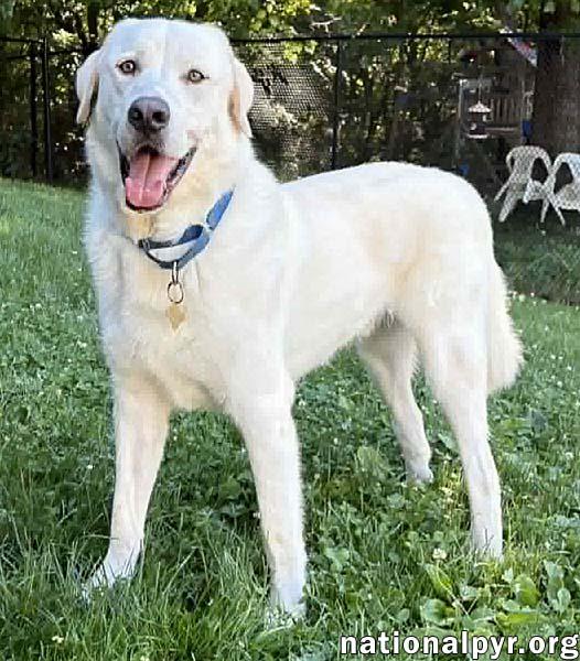 Enlarge Zeus in CT - The King of Play, a Adoptable mixed breed in Putnam, CT image 2/4