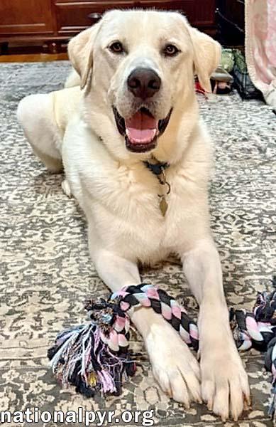 Enlarge Zeus in CT - The King of Play, a Adoptable mixed breed in Putnam, CT image 4/4