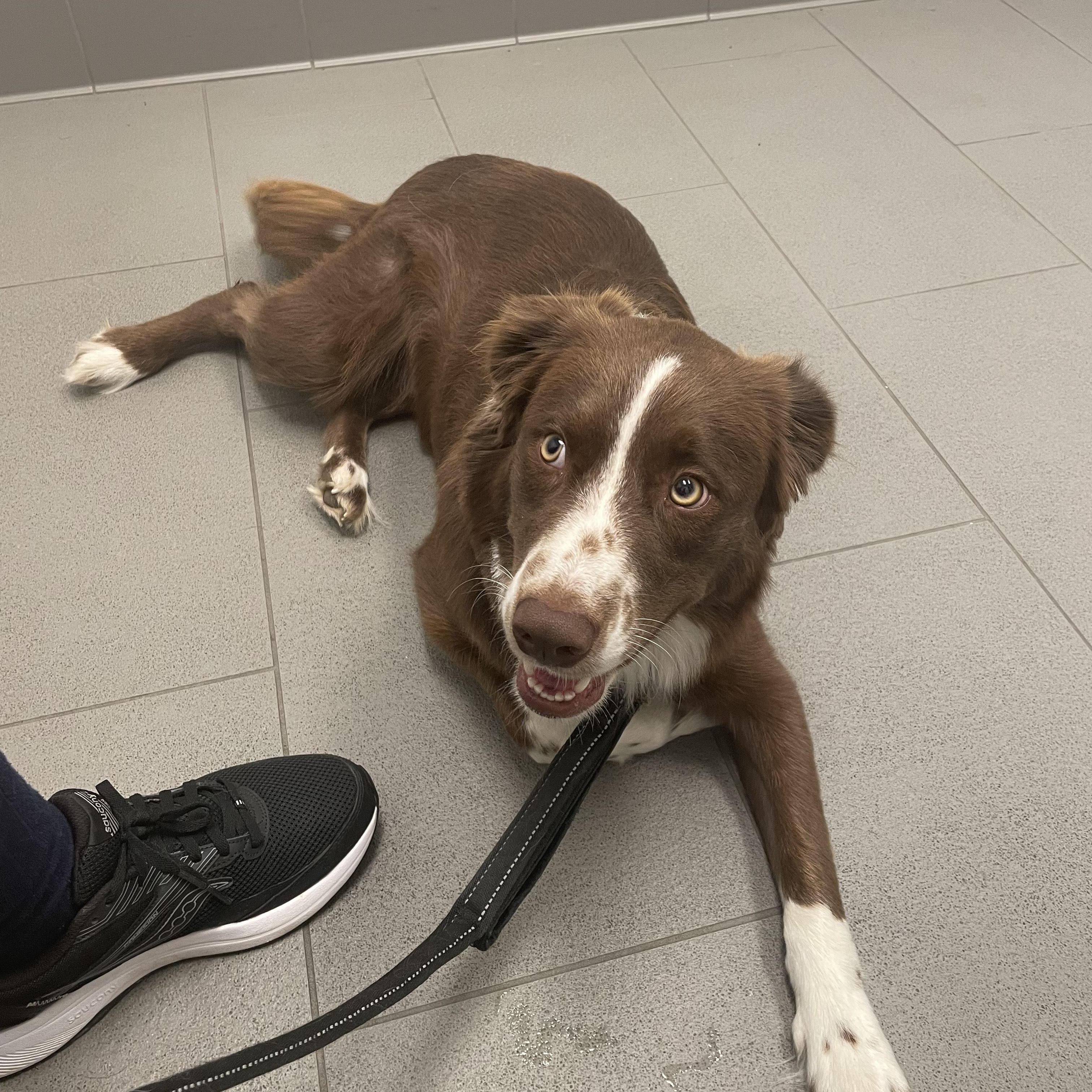 Orion, Adoptable, Adult Male Australian Shepherd.